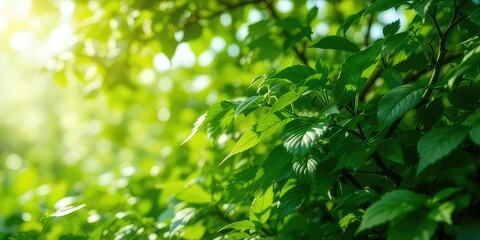 Springtime Awakening: New Growth in Diffused Light