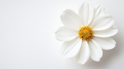 Obraz premium White flower on white backdrop