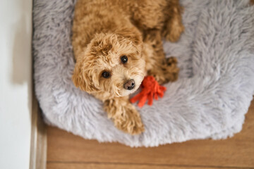 A fluffy maltipoo dog rests comfortably on a cozy blanket, expressing its playful side while holding a vibrant toy
