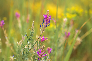 purple flowers in the garden