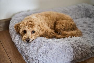 A delightful and adorable maltipoo dog is peacefully relaxing and enjoying its time on a soft pet bed at home