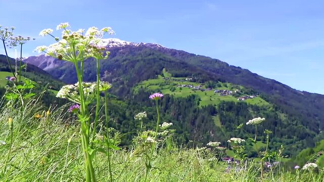 Lechtal Austria alpine mountain landscape panorama with flower field meadow.