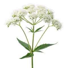 Boneset flower png medicinal herb png white flower png perennial plant png healing herb png wildflower png native bloom png flowering herb png transparent background image