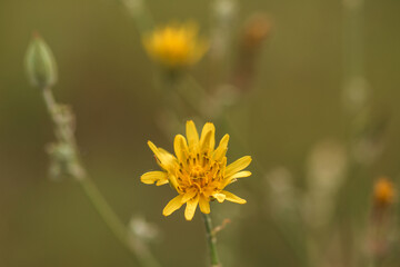 yellow dandelion flower