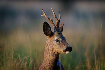 Roe Deer Best side