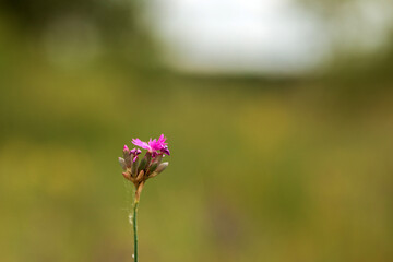 purple flowers in the garden