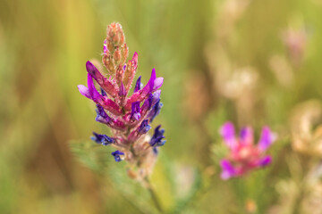 flowers in the field