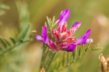 flowers in the field