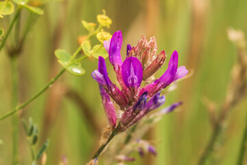 flowers in the field