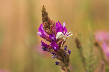 spider on flower
