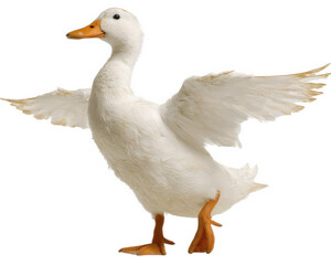 Obraz premium White duck standing with wings spread, isolated on transparency background, joyful and playful expression, detailed feathers, orange beak and feet, farm animal, high resolution