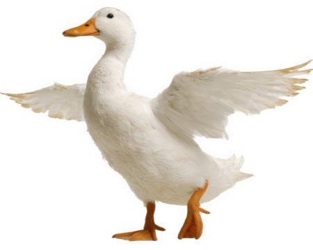 White duck standing with wings spread, isolated on transparency background, joyful and playful expression, detailed feathers, orange beak and feet, farm animal, high resolution