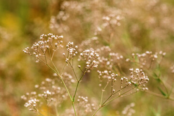 dew on the grass