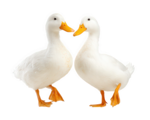 Two white ducks standing close together, facing each other with orange beaks and feet, isolated on transparency background, conveying sense of companionship and harmony