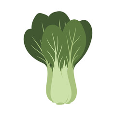 Bok Choy Illustration: Fresh, Healthy Green Vegetable