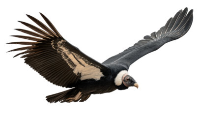 Andean Condor in Flight