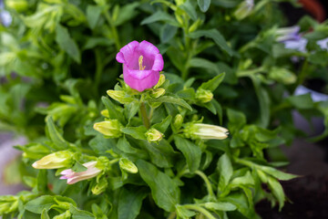 Campanula medium, common name Canterbury bells