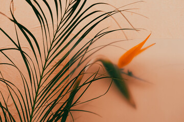 A stunning bird of paradise flower, with green palm leaves against a warm, blurred background....