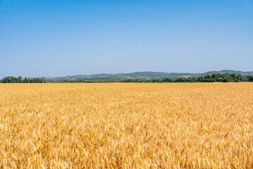 Golden wheat field in rural countryside under blue sky