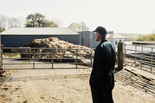 Farm worker inspecting compost pile behind metal livestock gate in concrete yard under bright sky
