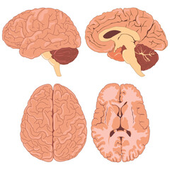 Medical diagram showing human brain structure and internal components