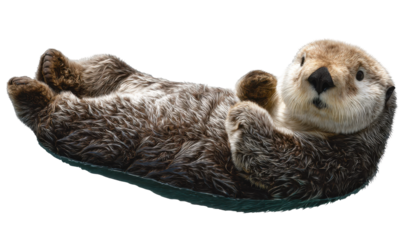 Sea otter resting on its back