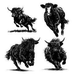 Running Belted Galloway Bull – Black and White Vector Illustration