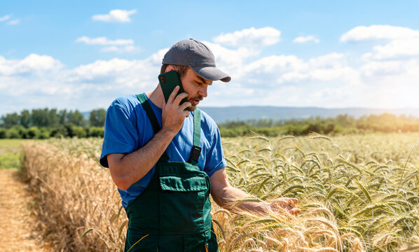 Farm worker checking ears of cereal in field while speaking on mobile phone