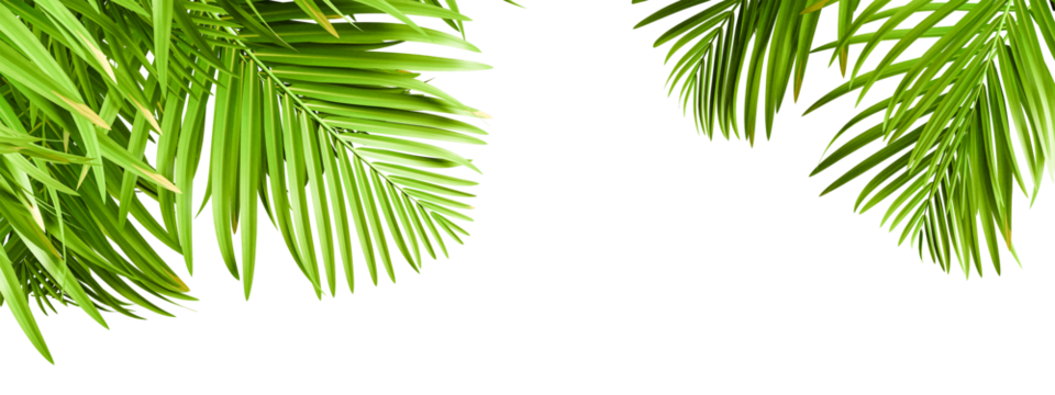 Evergreen serenity palm leafs seasonal elements on transparent backgrounds  