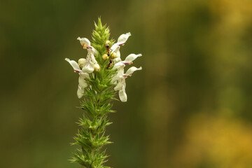  flowers in the garden
