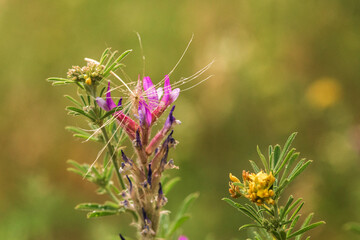  flowers in the garden