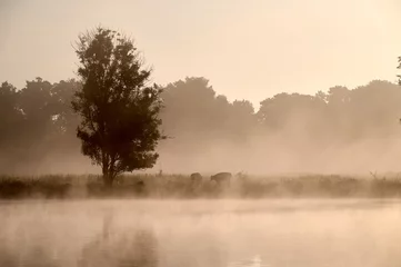 Foto auf Acrylglas Morgen mit Nebel misty morning on the river maas  © Duvekot Fotografie