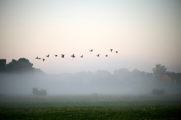 morning mist over the river