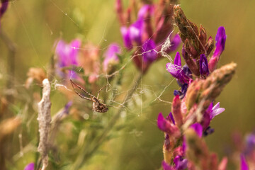 spider on a web
