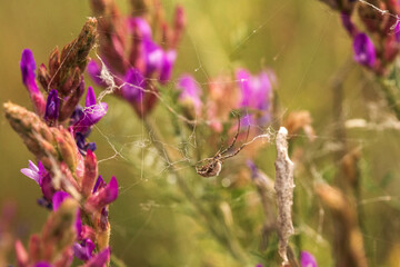 spider on a web
