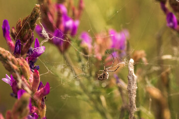 spider on a web