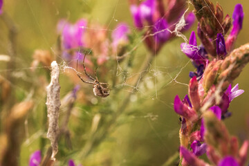spider on a web