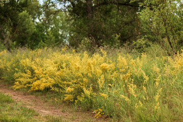  flowers in the garden