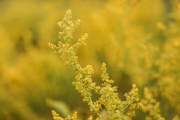  flowers in the garden