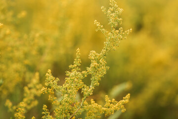  flowers in the garden