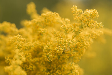  flowers in the garden