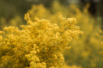  flowers in the garden