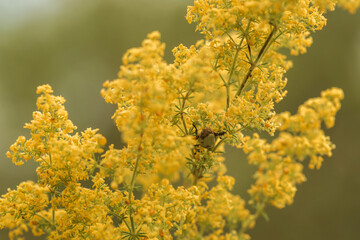  flowers in the garden