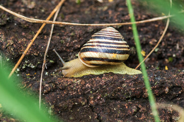 snail on a leaf