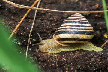 snail on a leaf