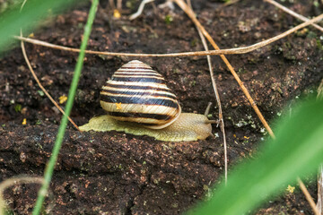 snail on a leaf