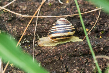 snail on a leaf