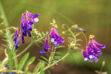 flowers in the garden