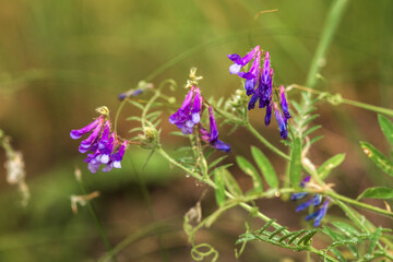  flowers in the garden