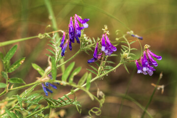  flowers in the garden